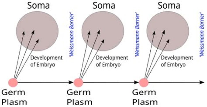 How was August Weismann's germ plasm theory a form of preformationism?