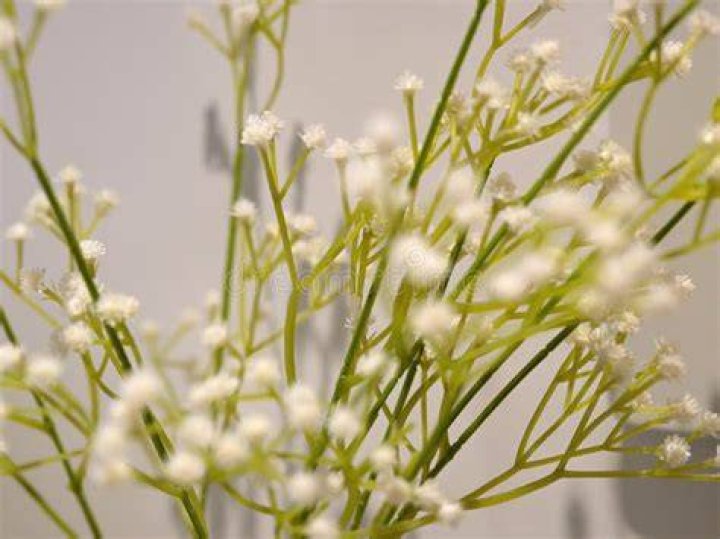 Is baby's Breath native to Australia?