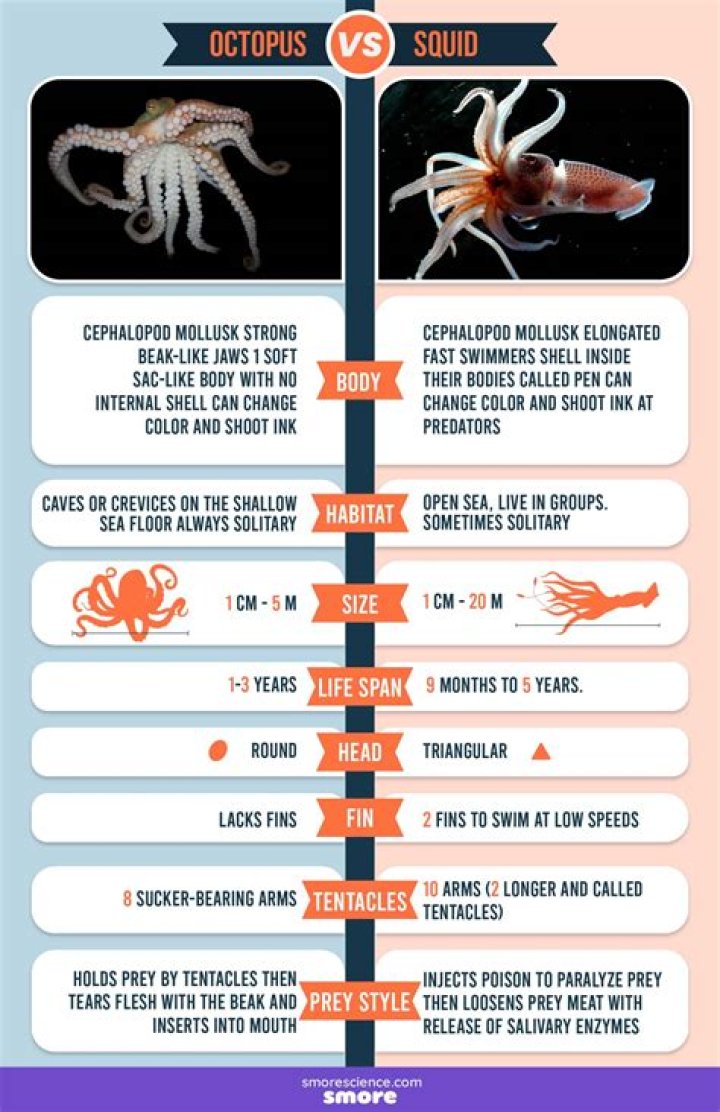 Is calamari squid or octopus?