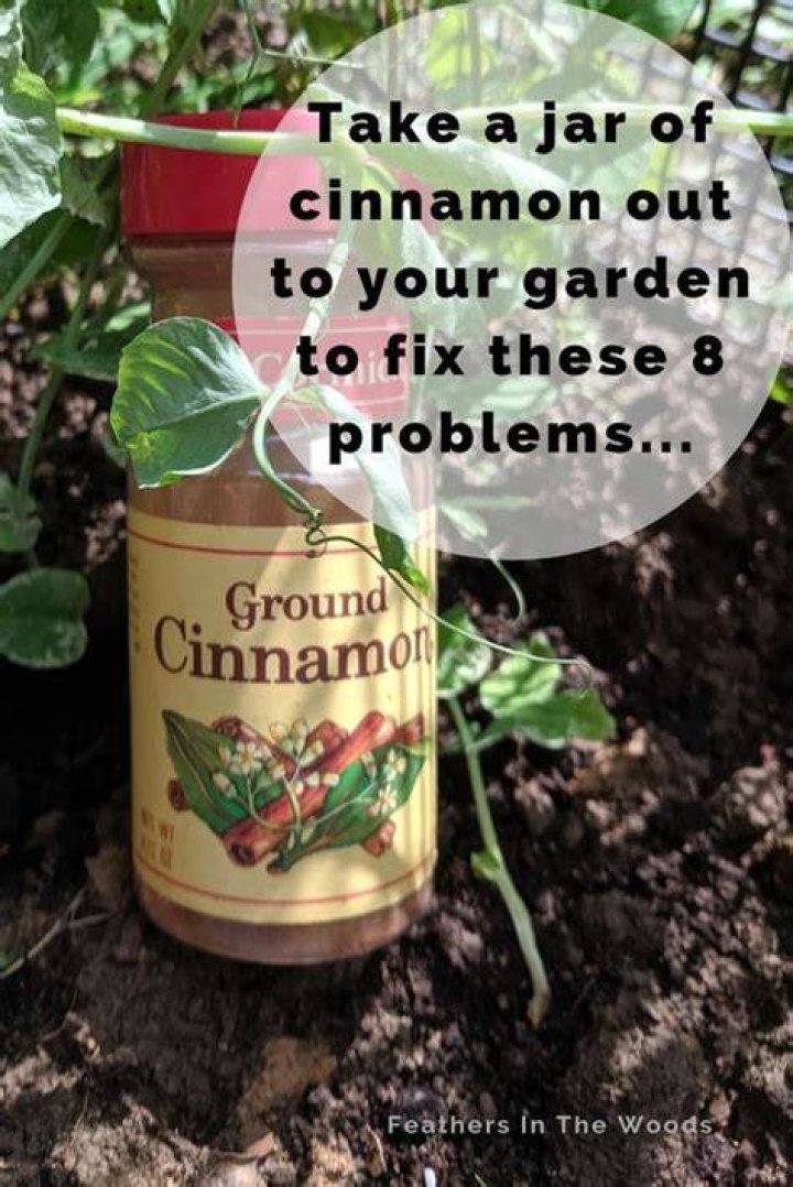 Is cinnamon good for your lawn?