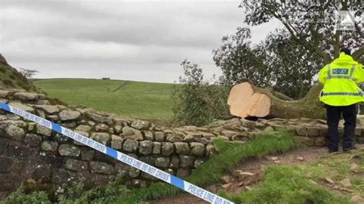 Is cutting down a tree criminal damage?