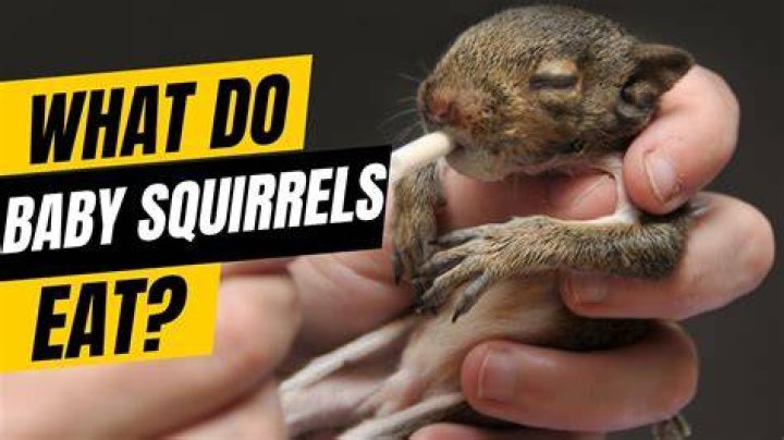Is it OK to feed squirrels?