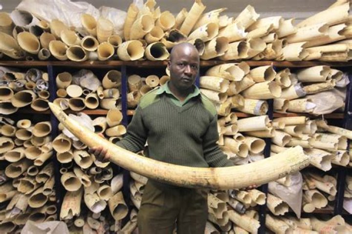 Is ivory man made?