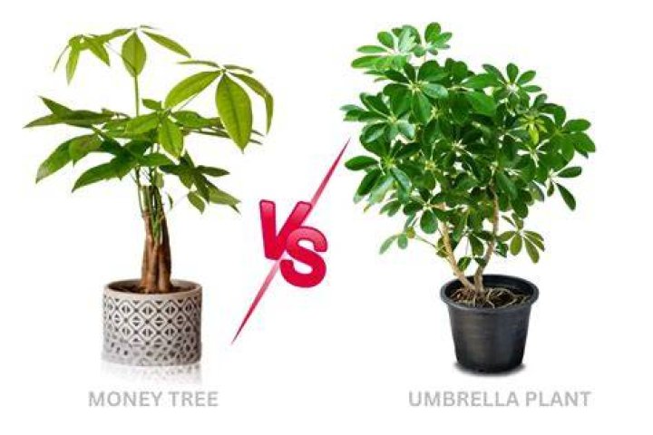 Is money tree same as money plant?