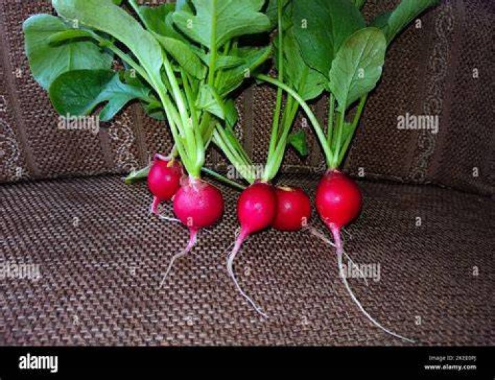 Is radish a root?