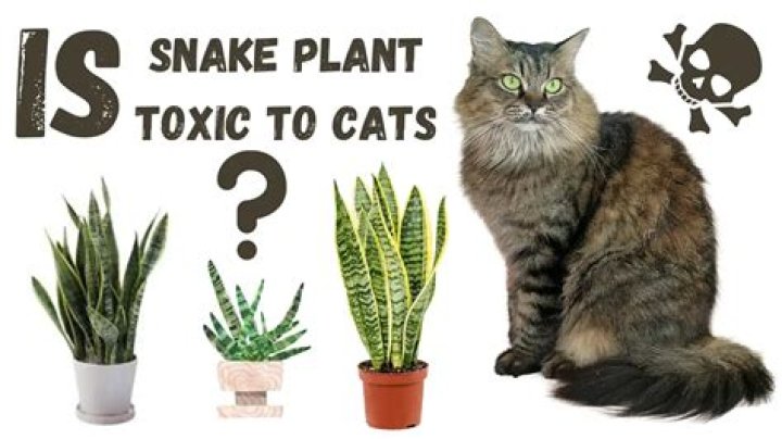 Is snake plant toxic?