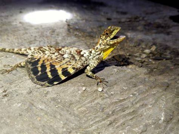 Is the dragon lizard real?