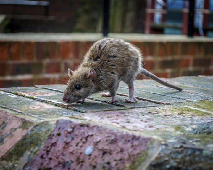 Should I be worried about rats in my yard?