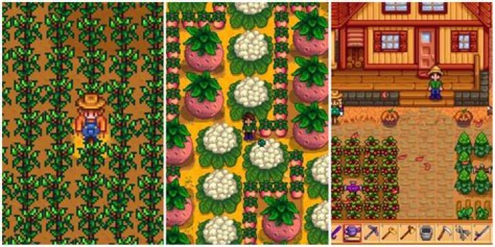 Should I sell my cranberries Stardew?