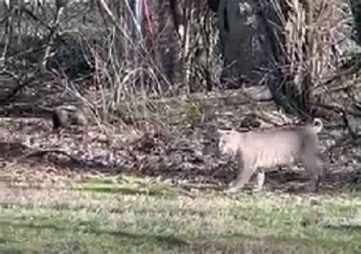 Should I worry about a bobcat in my yard?