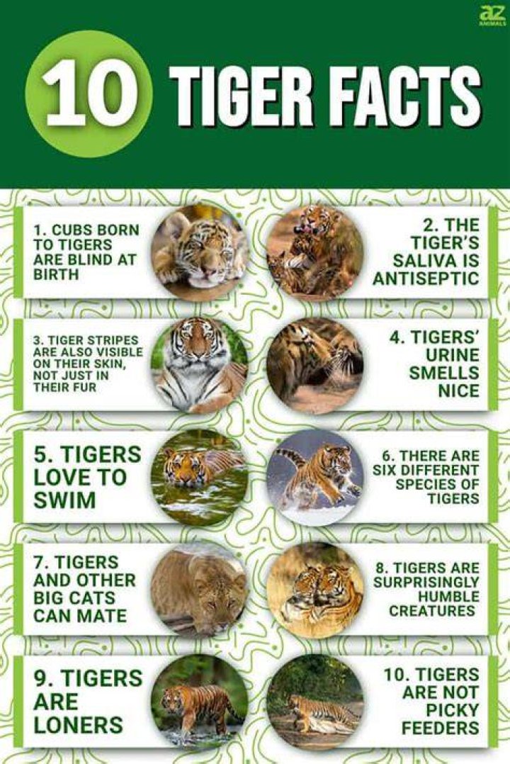 What are 20 facts about tigers?