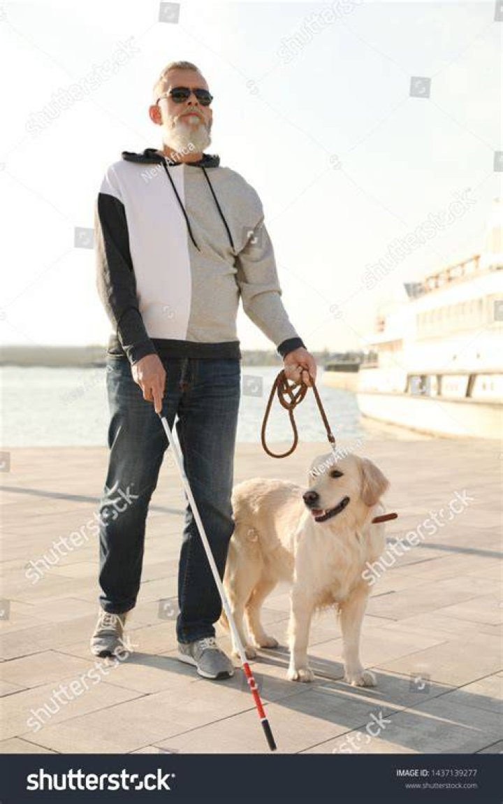 What are blind people's dogs called?