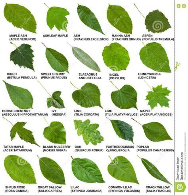 What are leaves called?