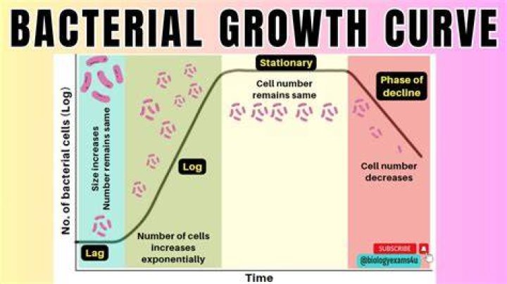What are the 4 things bacteria need to grow?