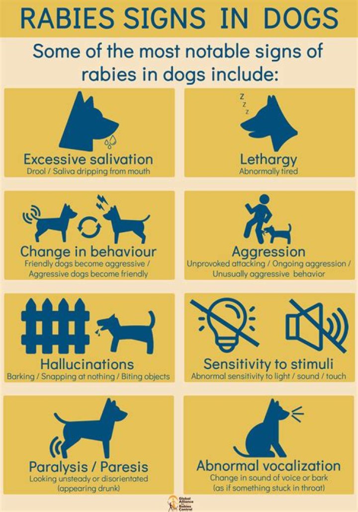 What are the chances a dog has rabies?