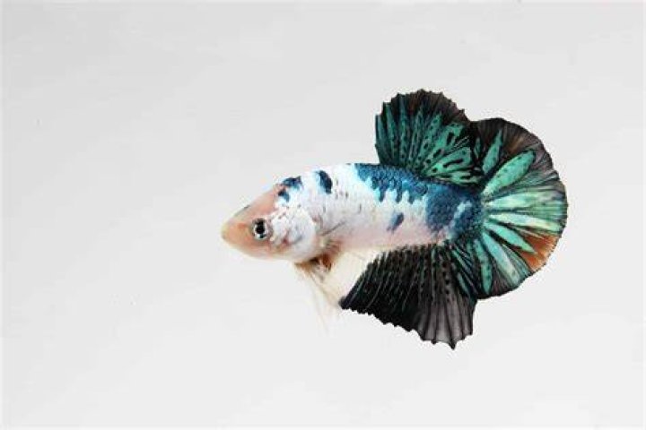 What are the rarest betta fish?