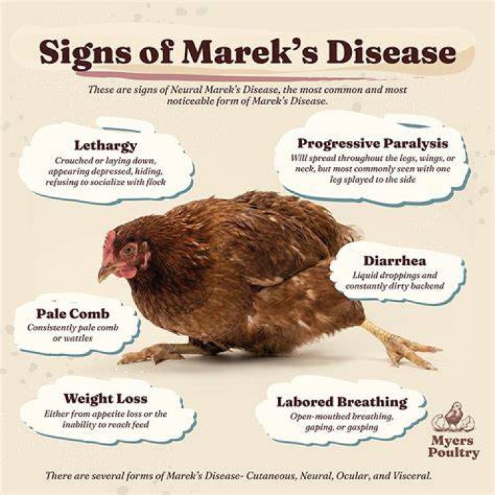 What are the symptoms of Marek's disease in chickens?
