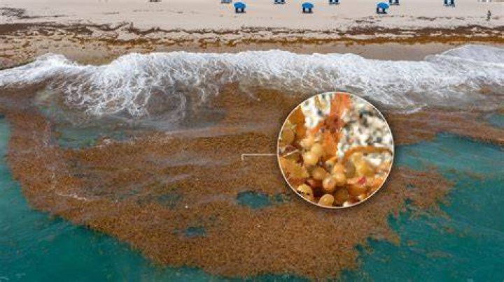 What bites you in the Gulf of Mexico?