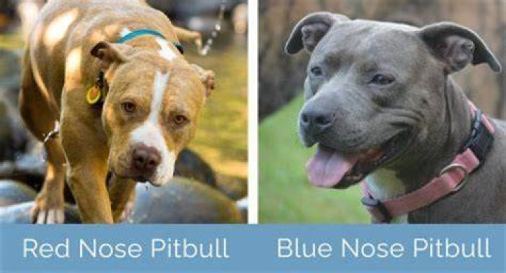 What bloodline is a blue Pitbull?