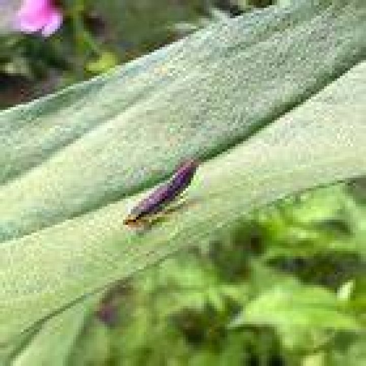 What bug is ZOTE?