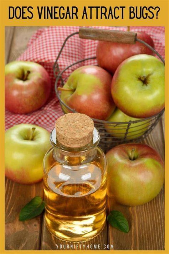 What bugs does vinegar attract?