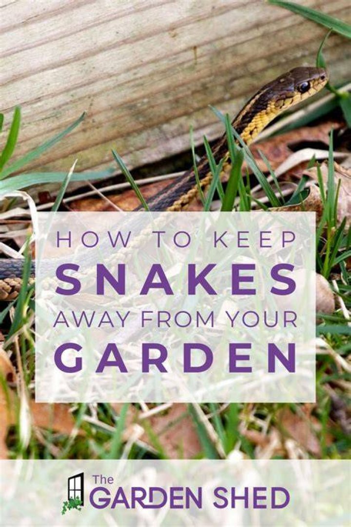 What can I put around my yard to keep snakes away?