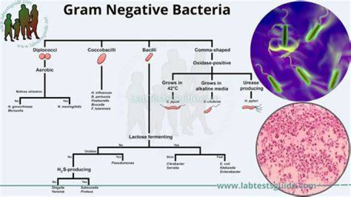 What causes gram-negative bacteria?