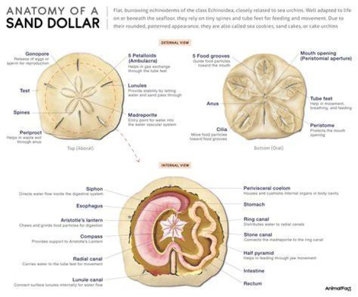 What class is a sand dollar in?