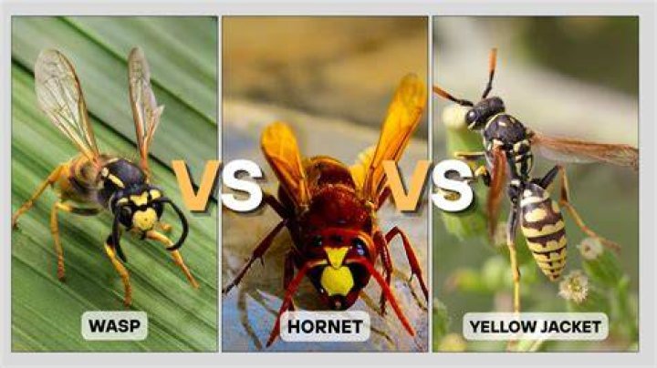 What clothes can wasps not sting through?