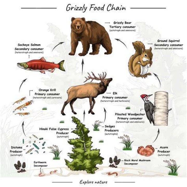 What describes the concentration of toxic chemicals in the food chain quizlet?