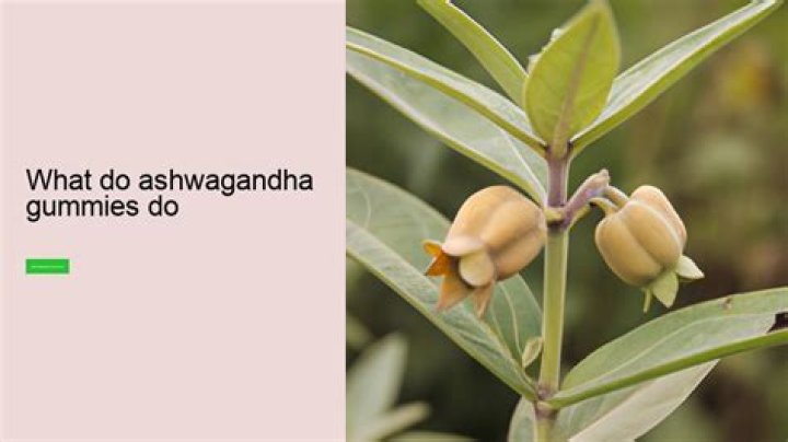 What do Ashwagandha gummies do?