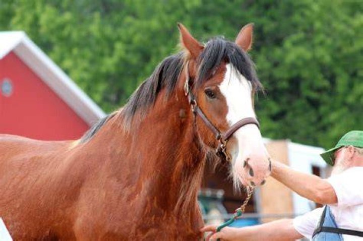 What do horses think of humans?