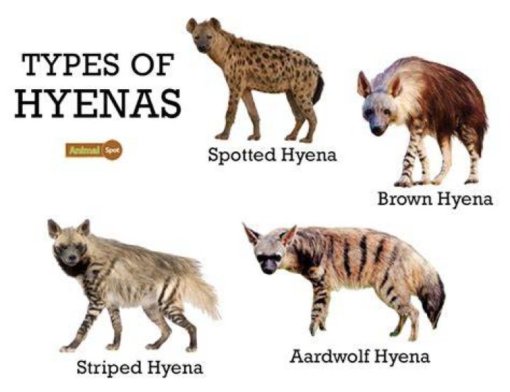 What does a hyena say?