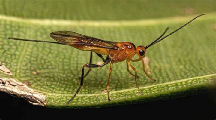 What does a parasitic wasp look like?