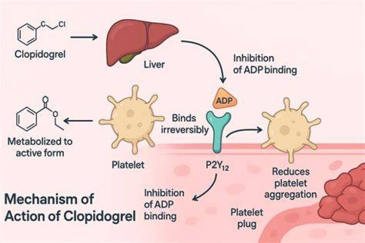 What does clopidogrel do for the heart?