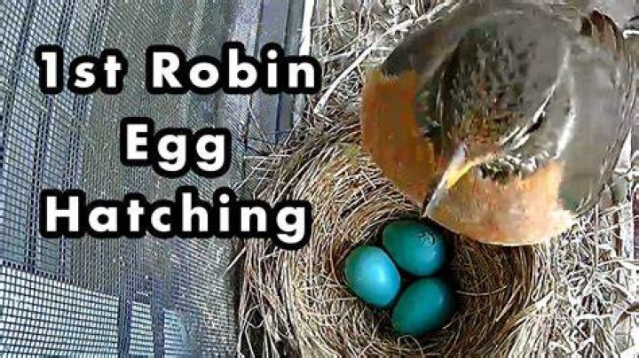 What does eggs do to the brain?
