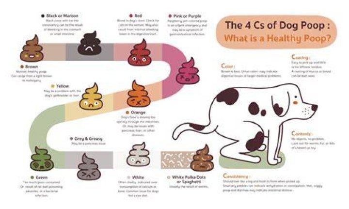 What does GREY dog poop mean?
