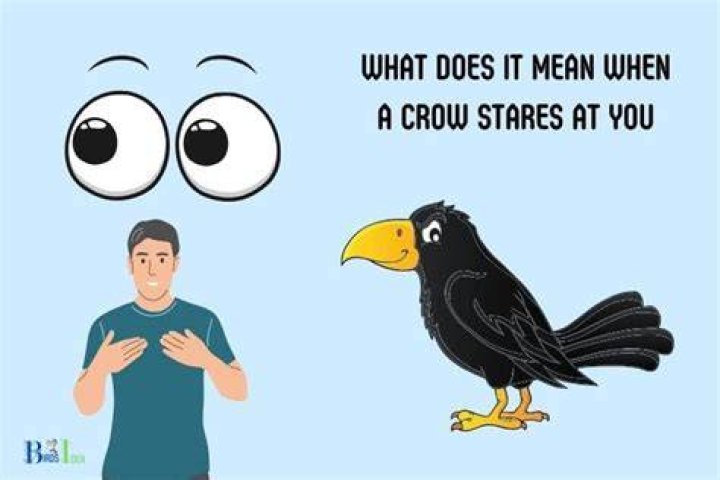 What does it mean when a crow stares at you?