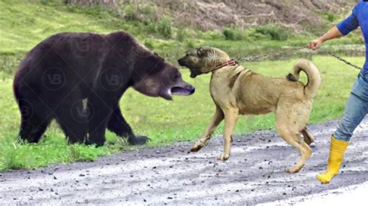 What dog can fight a bear?