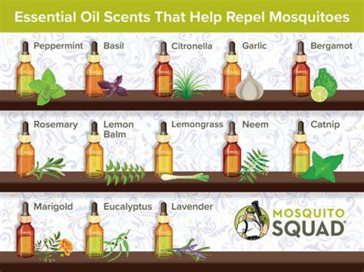 What essential oil smell do mosquitoes hate?