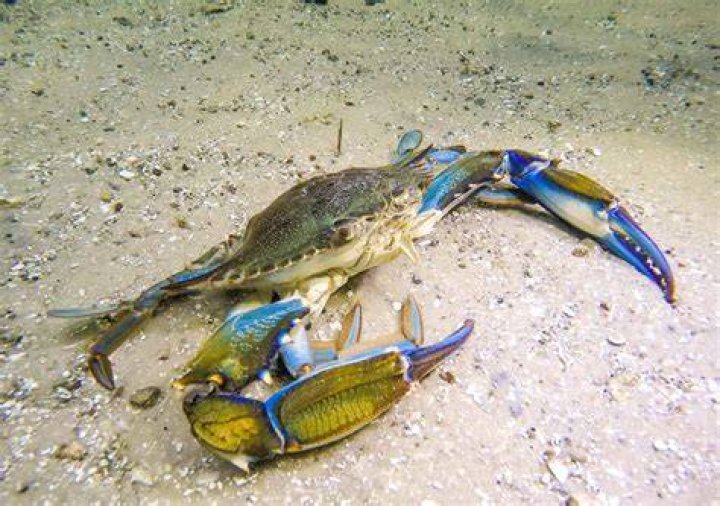What fish eats blue crabs?
