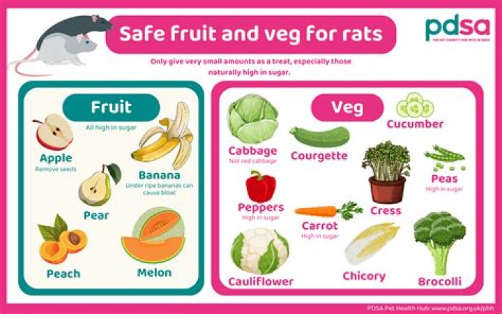 What good are rats?