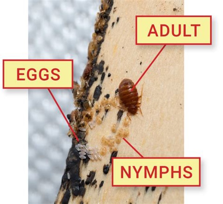 What happens when you squish a bed bug egg?