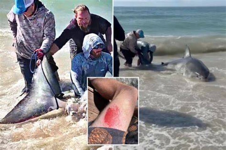 What has happened to the shark population as a whole?