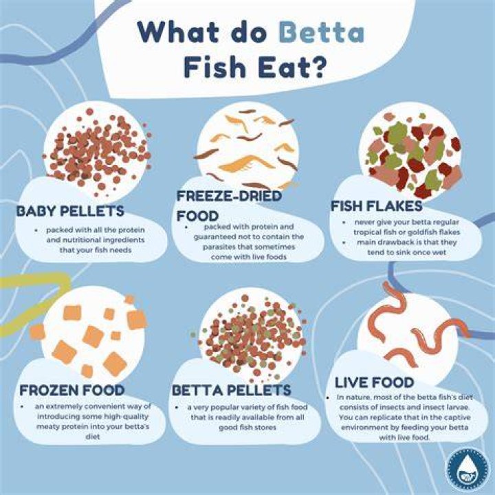 What human food can I feed my betta fish?