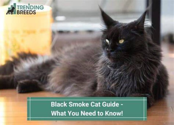 What is a black smoke cat?