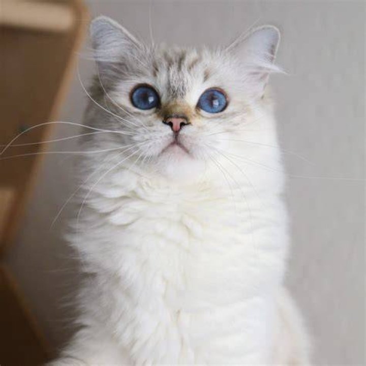 What is a blue Lynx Ragdoll?