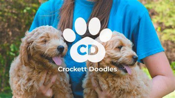 What is a Crockett doodle dog?