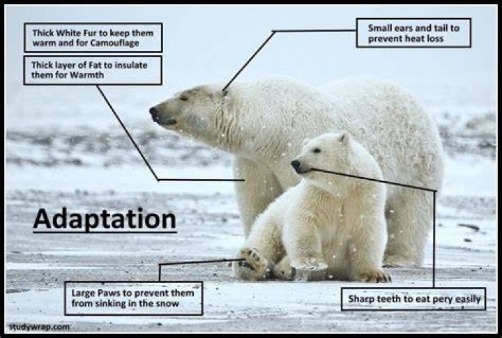 What is Cursorial adaptation?