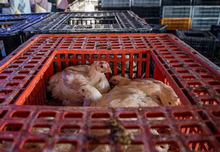 What is meant by slaughtered animals?